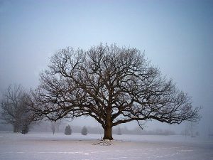 Consultation Winter Oak Tree Photo