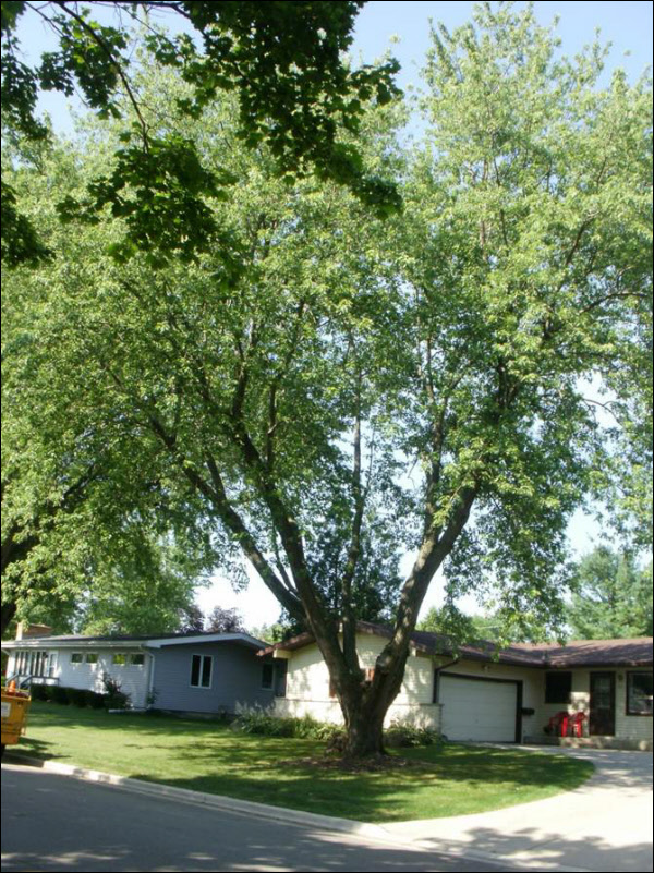 Silver Maple Pruning After