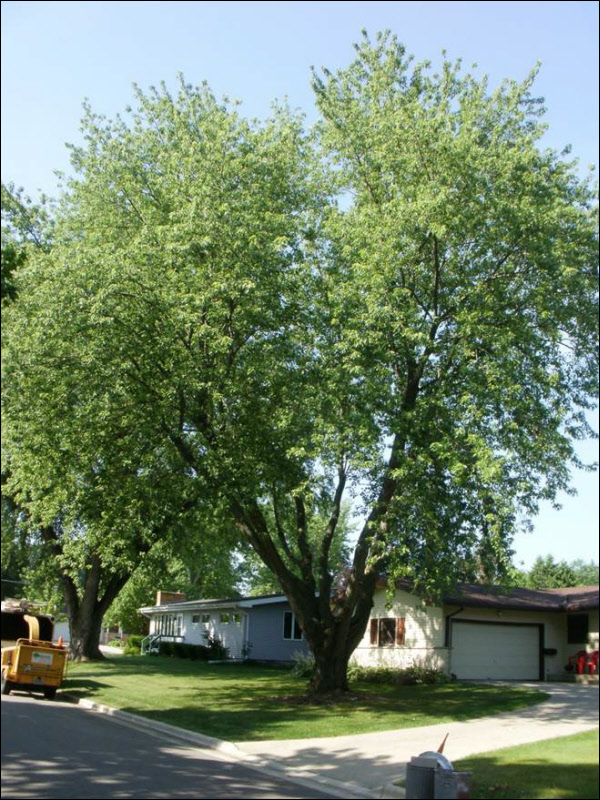 silver-maple-tree-pruning-buckley-tree-service