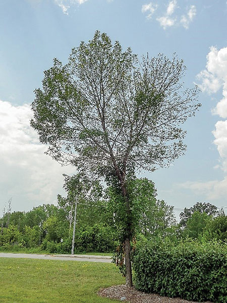 EAB Declining Tree