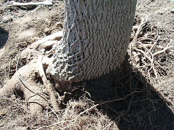 Norway Maple Stem Girdling Roots