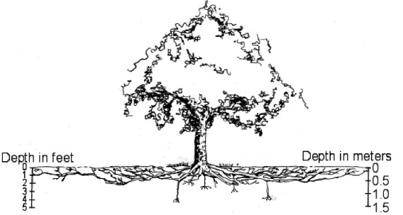 Root-Diagram