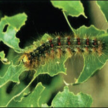 Gypsy Moth Tree Damage After