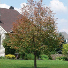 Japanese Beetle Tree Damage After