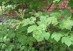NewPest Viburnum Damage