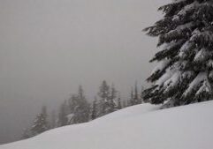 Pine Trees With Snow Cover Photo