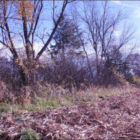 Tree Pruning Service Fenceline Before