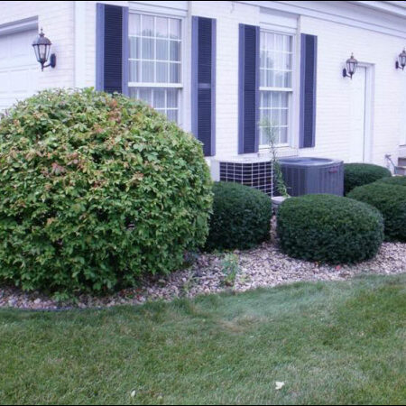 Shrub Pruning of Yews - After