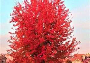 WhyPrune OvergrownMaple