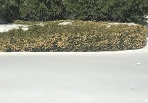 Boxwood Winter Burn 2