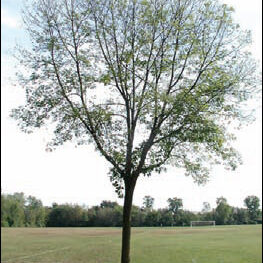 Emerald Ash Borer Tree Damage After