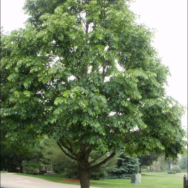 Milwaukee Tree Service Prune Raise After